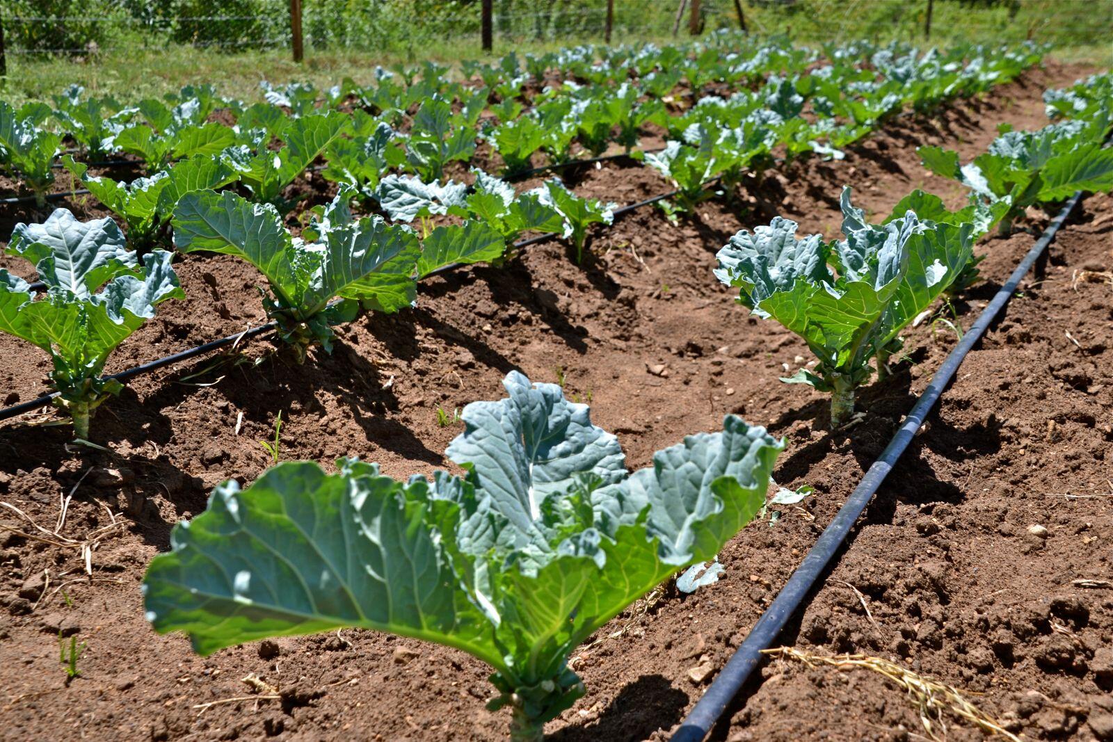 Micro irrigation tubing being used on a farm