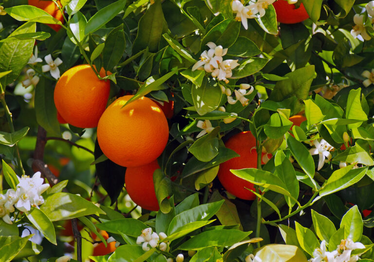 Valencian orange and orange blossoms