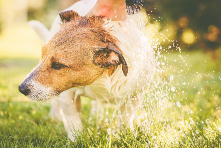 Dog washing under garden hose at hot summer day